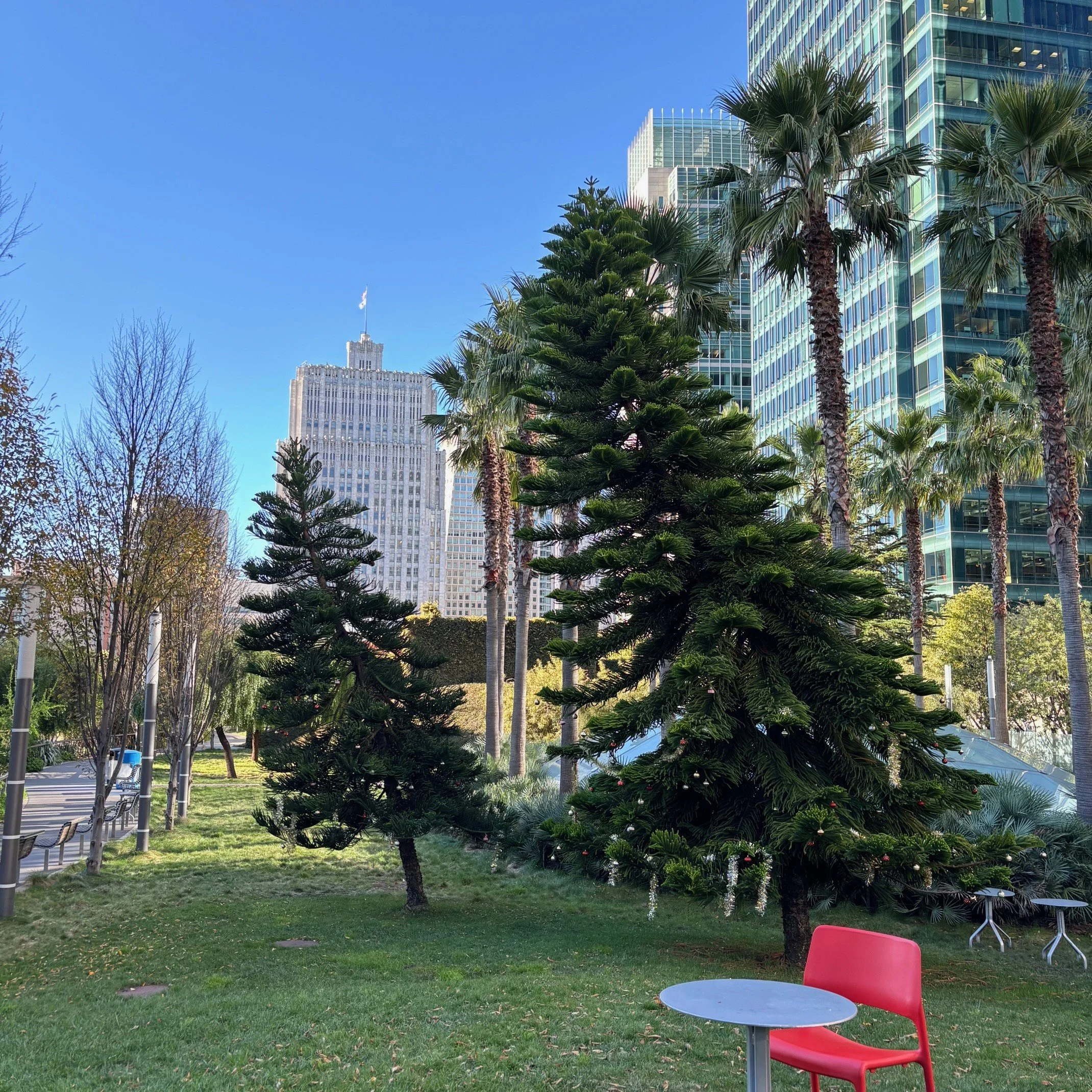 San Francisco Trees